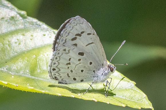 Acytolepis puspa-2753