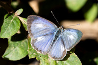 Acytolepis puspa-0898 - Chiang Dao - 25/11/25