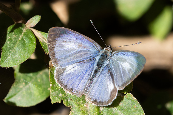 Acytolepis puspa-0898 - Chiang Dao - 25/11/25