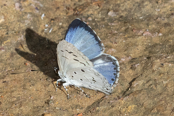 Acytolepis puspa-4244