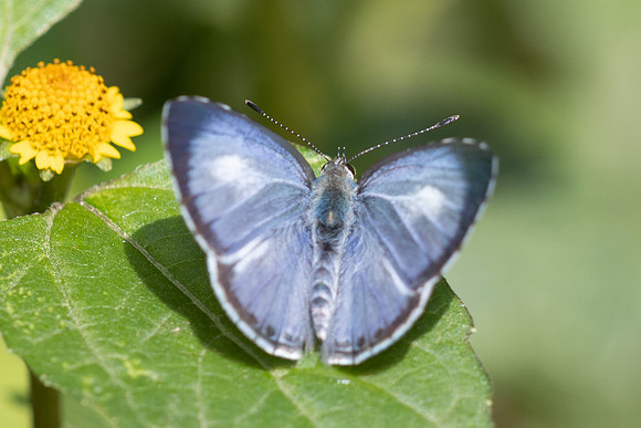 Acytolepis puspa-5064