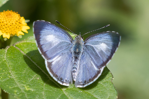 Acytolepis puspa-5065 - Kaeng Krachan - 8/12/25
