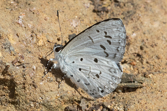 Acytolepis puspa-4245