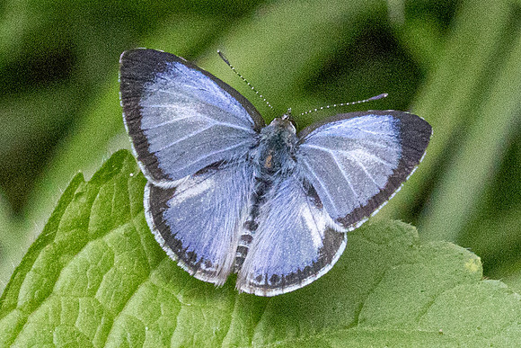 Acytolepis puspa-5073 - Kaeng Krachan - 8/12/25