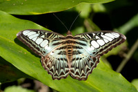 Parthenos sylvia-0670