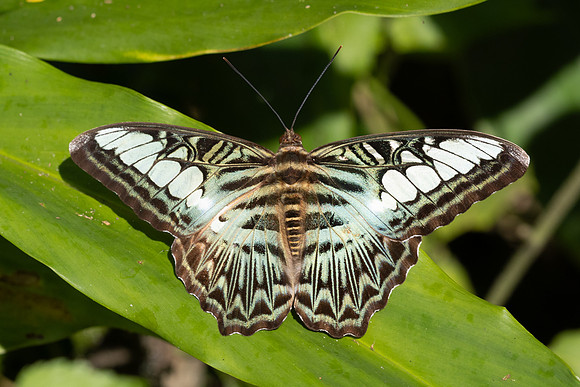 Parthenos sylvia-0670