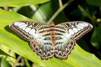 Parthenos sylvia-0678