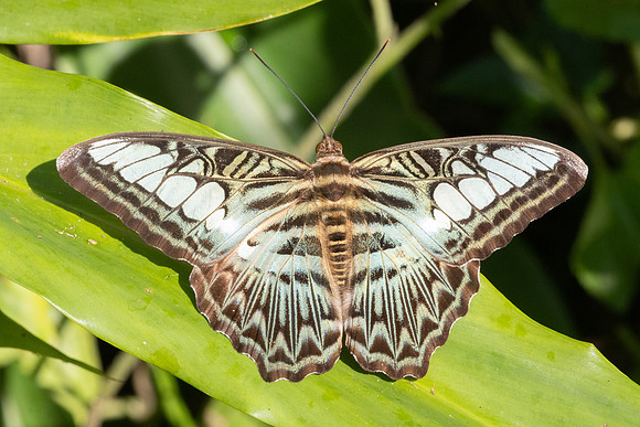 Parthenos sylvia-0678