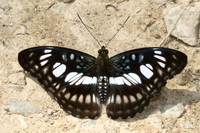 Athyma ranga-4121