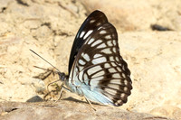 Athyma ranga-4133