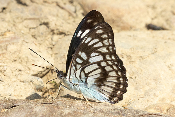 Athyma ranga-4133