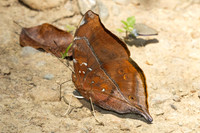 Doleschallia bisaltide