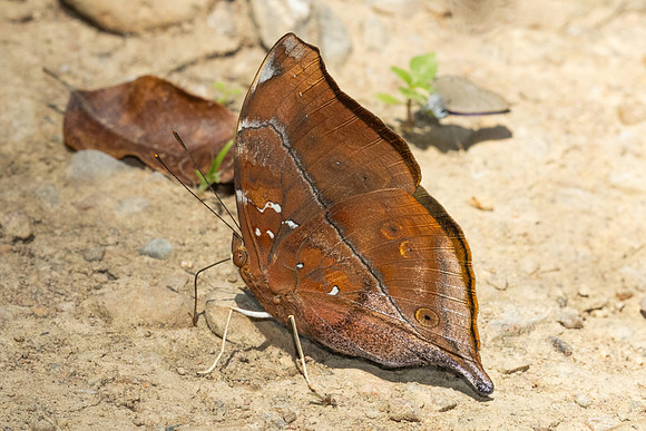 Athyma ranga-4134