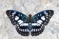 Athyma ranga