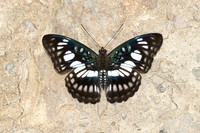 Athyma ranga-4137