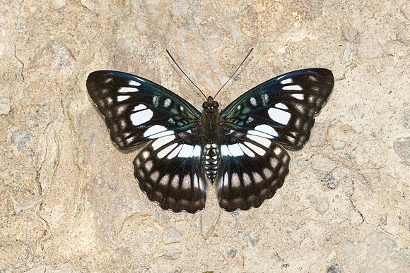 Athyma ranga-4137