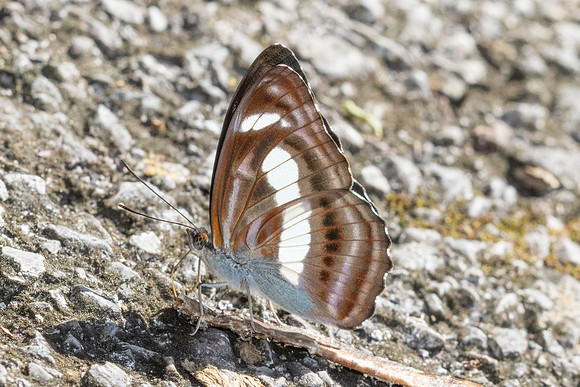 Athyma zeroca-3282