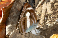 Athyma zeroca-4066