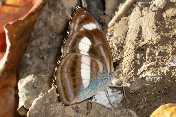 Athyma zeroca-4066