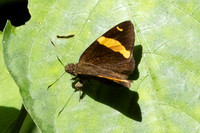 Aurivittia cameroni-3786