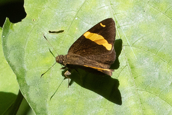 Aurivittia cameroni-3786