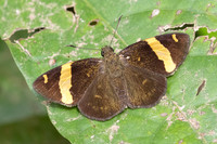 Aurivittia aurivittata-4669