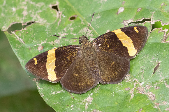 Aurivittia aurivittata-4669