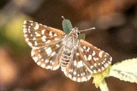 Spialia galba-3652