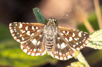 Spialia galba-3657