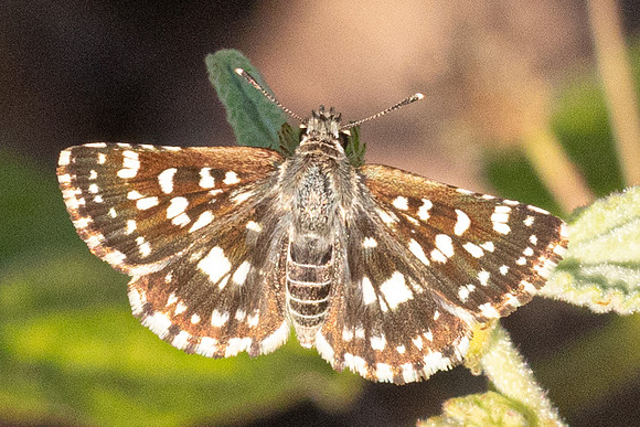 Spialia galba-3657