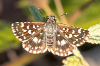 Spialia galba-3659