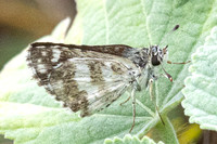 Spialia galba-4480