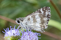Spialia galba-4484