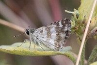 Spialia galba-4497