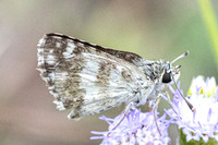 Spialia galba-4490