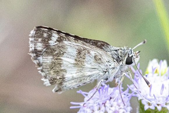 Spialia galba-4490