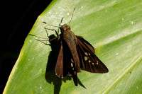 Baoris oceia-0629