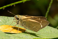 Caltoris bromus-2693