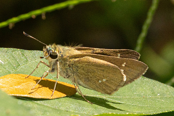 Caltoris bromus-2693