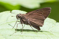 Caltoris bromus-2717