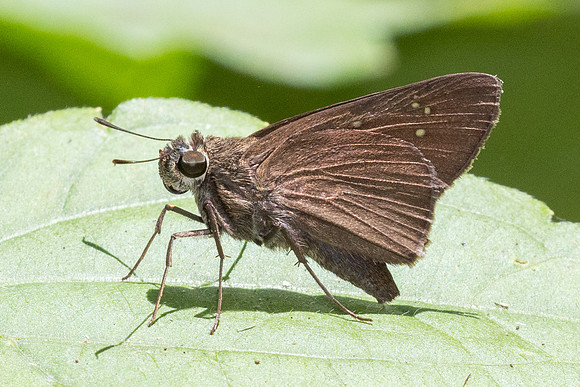 Caltoris bromus-2717