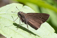 Caltoris bromus-2718