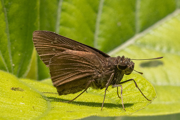 Caltoris brunnea-3738
