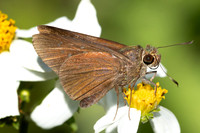 Caltoris brunnea-2016