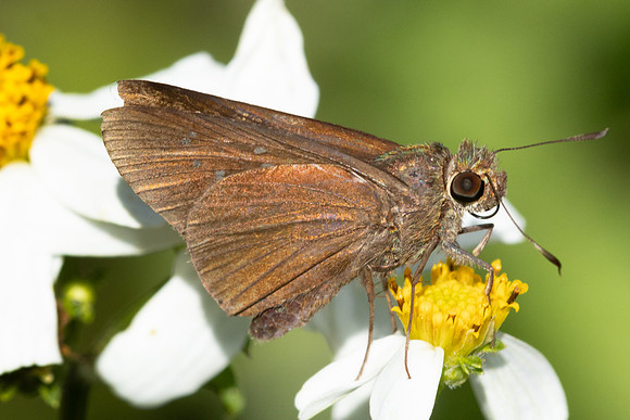 Caltoris brunnea-2016