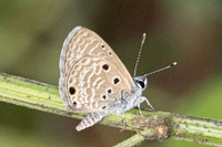 Azanus urios-5493