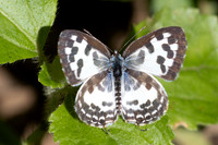 Castalius rosimon-1049