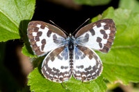 Castalius rosimon-1052