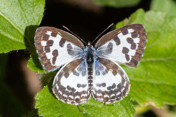 Castalius rosimon-1052