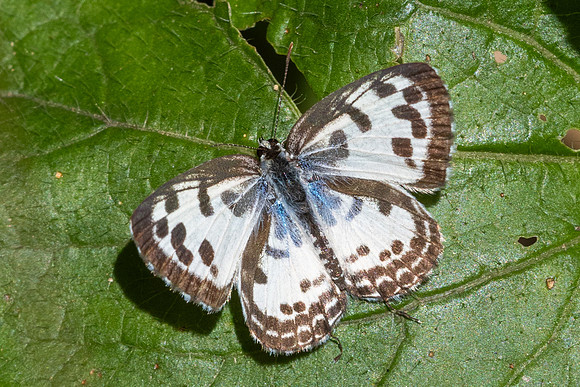 Castalius rosimon-1006